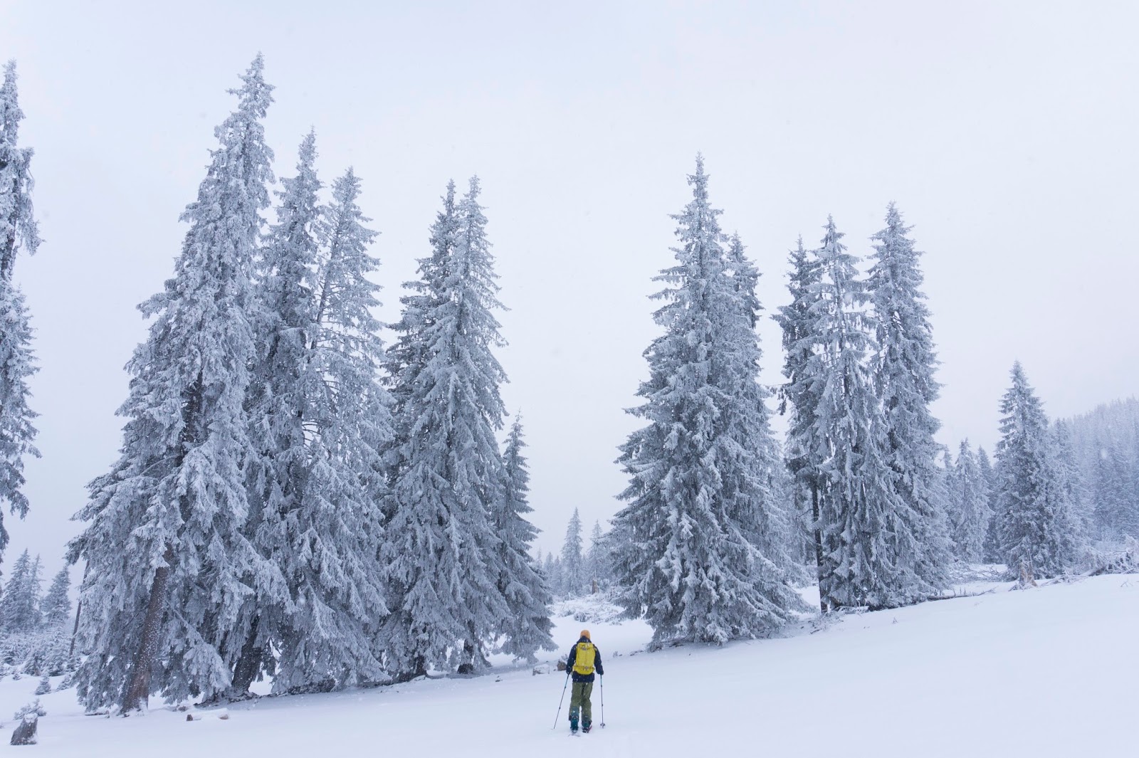  iarna-in-poiana-Faget-muntii-Vladeasa - Banda Rosie