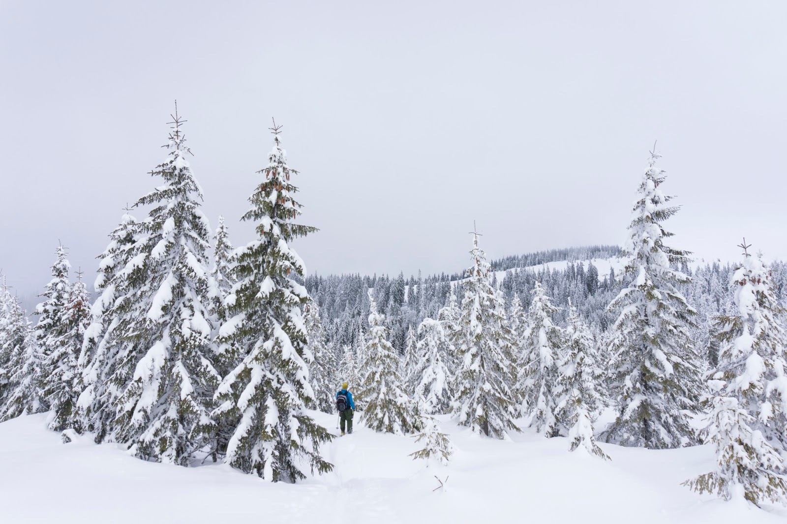  spre_saua_cumpanatelul