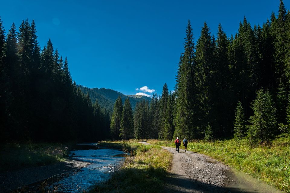 Drumul forestier Valea Lotrului - Morar Daniel