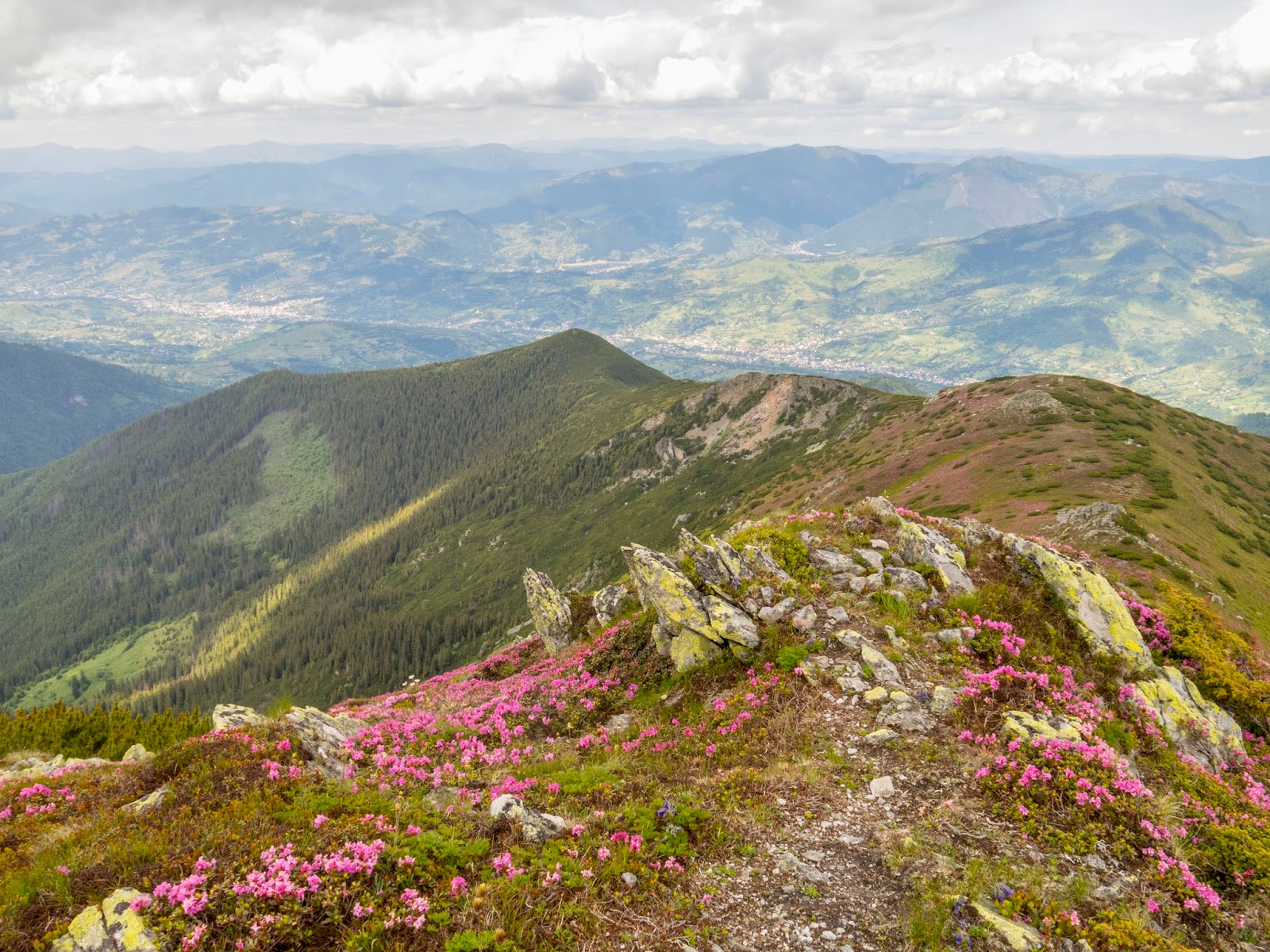  Vf Feţii acoperit de jnepeni - Alina Cîrja