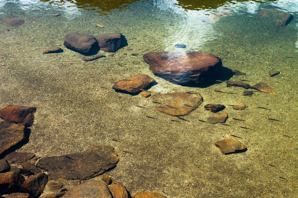 Pastravi in Lacul Galcescu - Morar Daniel