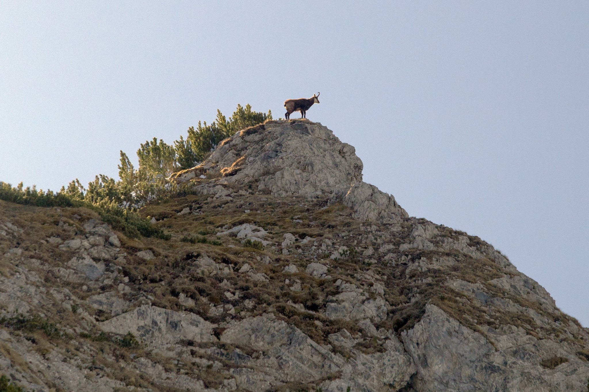  Capra neagra - Marius Turc