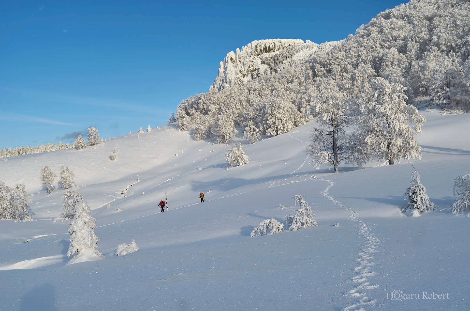 Sub Creasta Cocosului - Robert Dogaru
