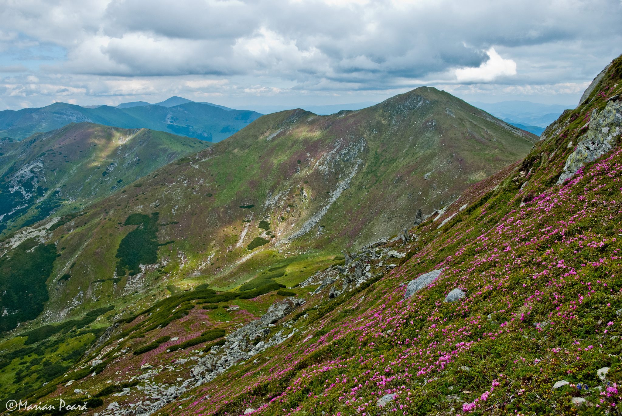  Laptele Mare - Marian Poară
