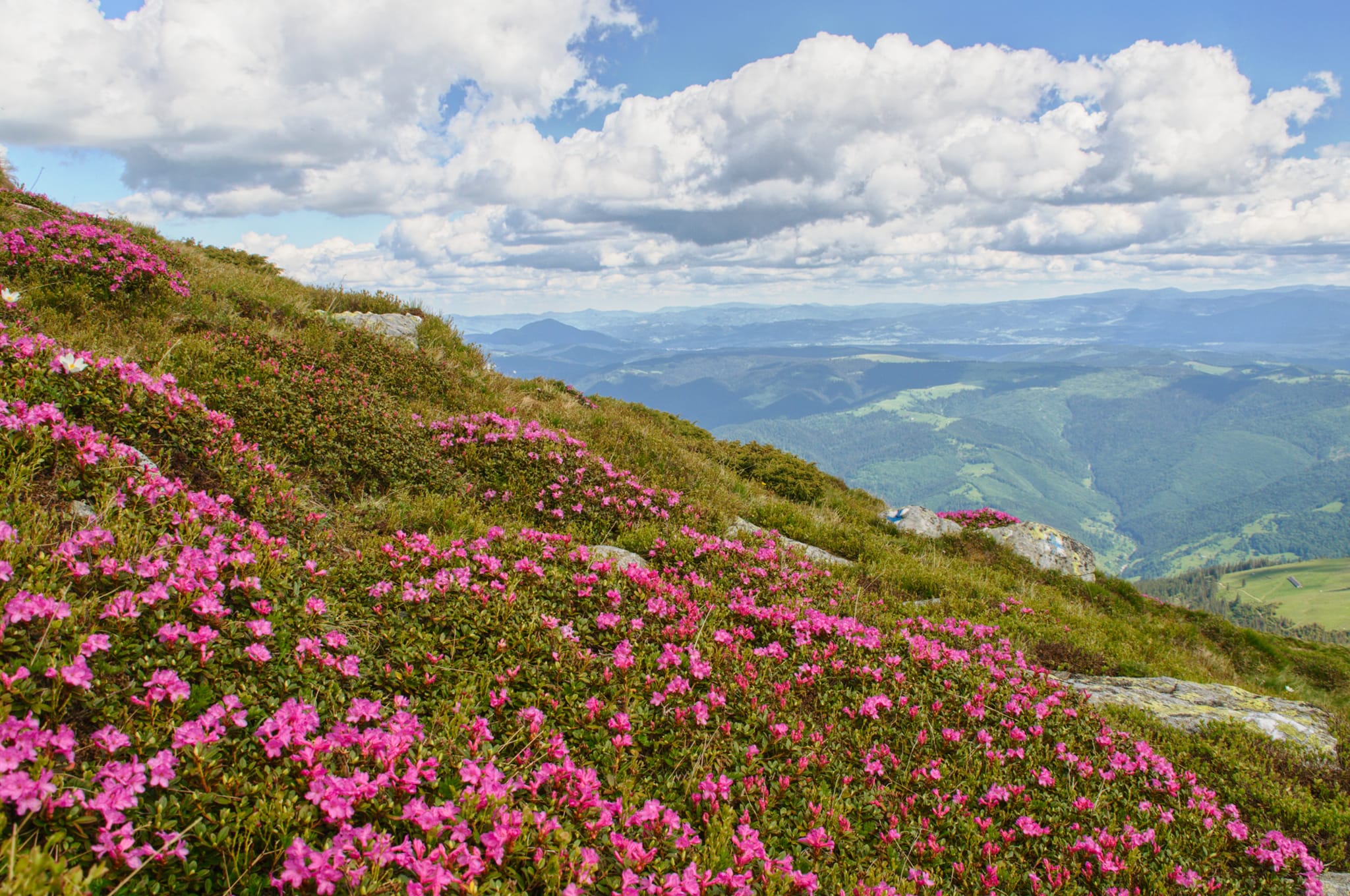  Covor Roșu de rhododendroni - Iulian Radu