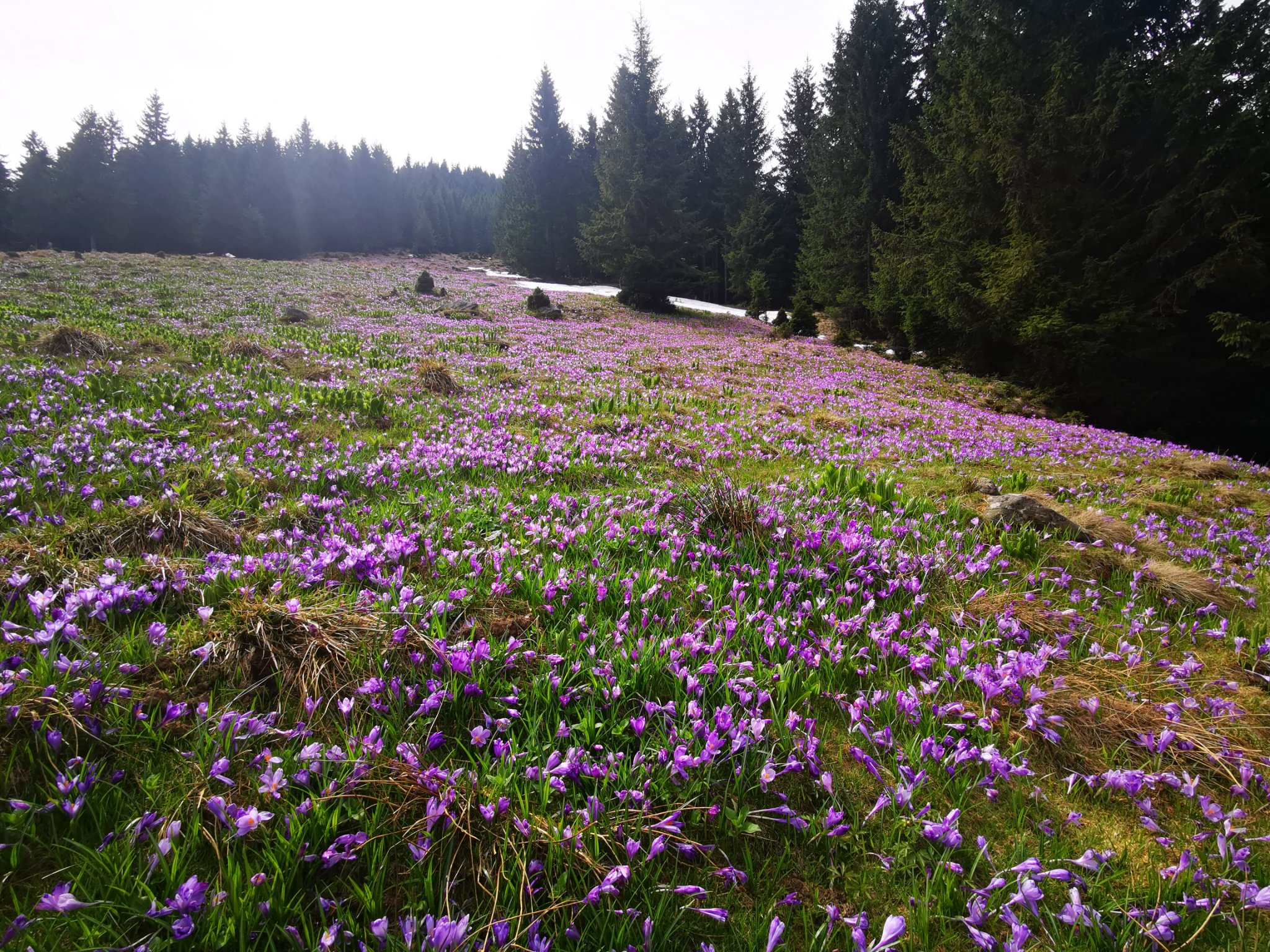  Branduse in jurul Cabanei Suru