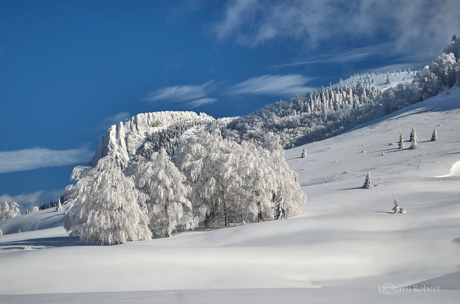  Creasta Cocosului - Robert Dogaru