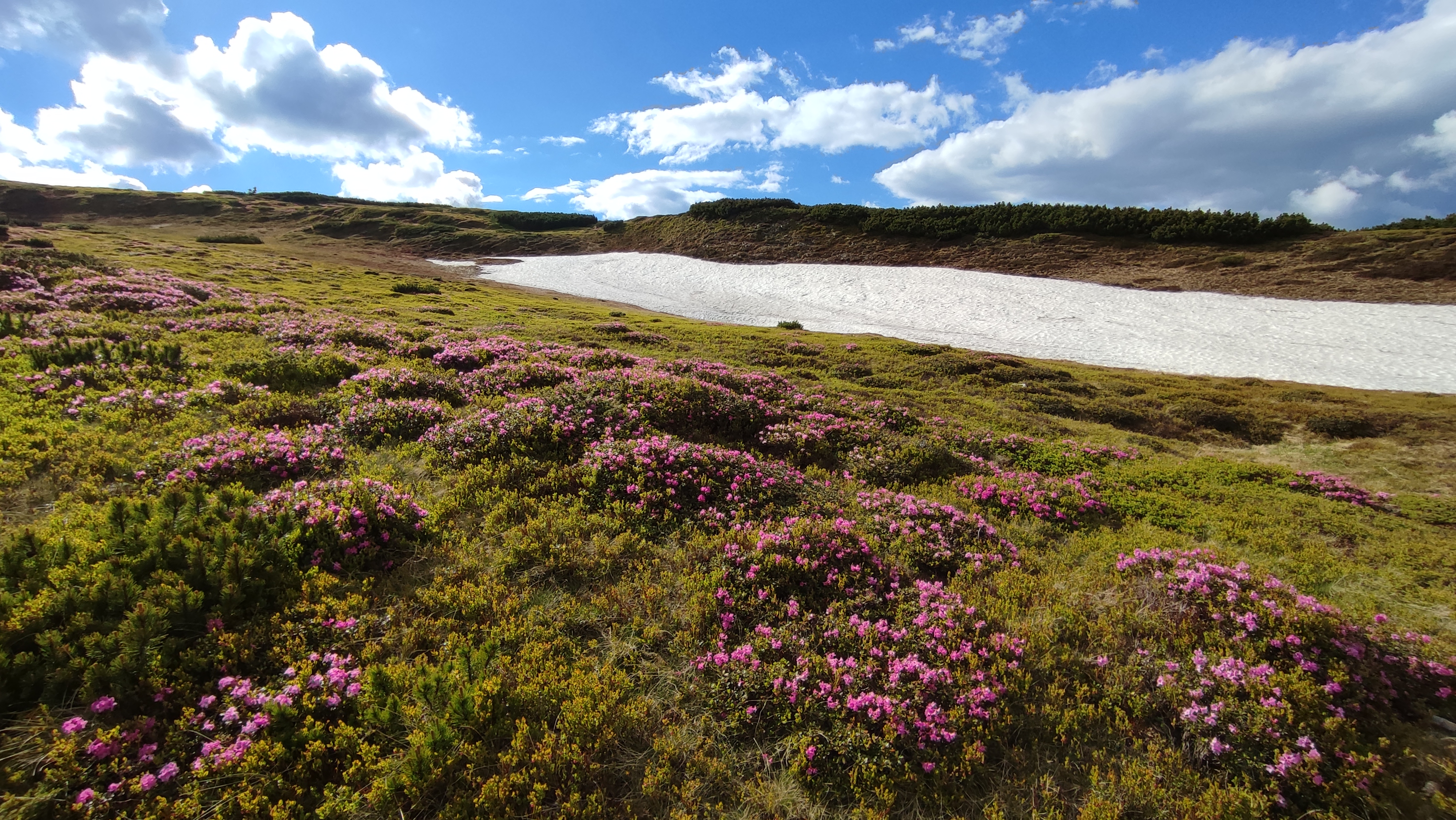  Spre Izvoarele din zona refugiului Gărgălău - Manu Munțomanu
