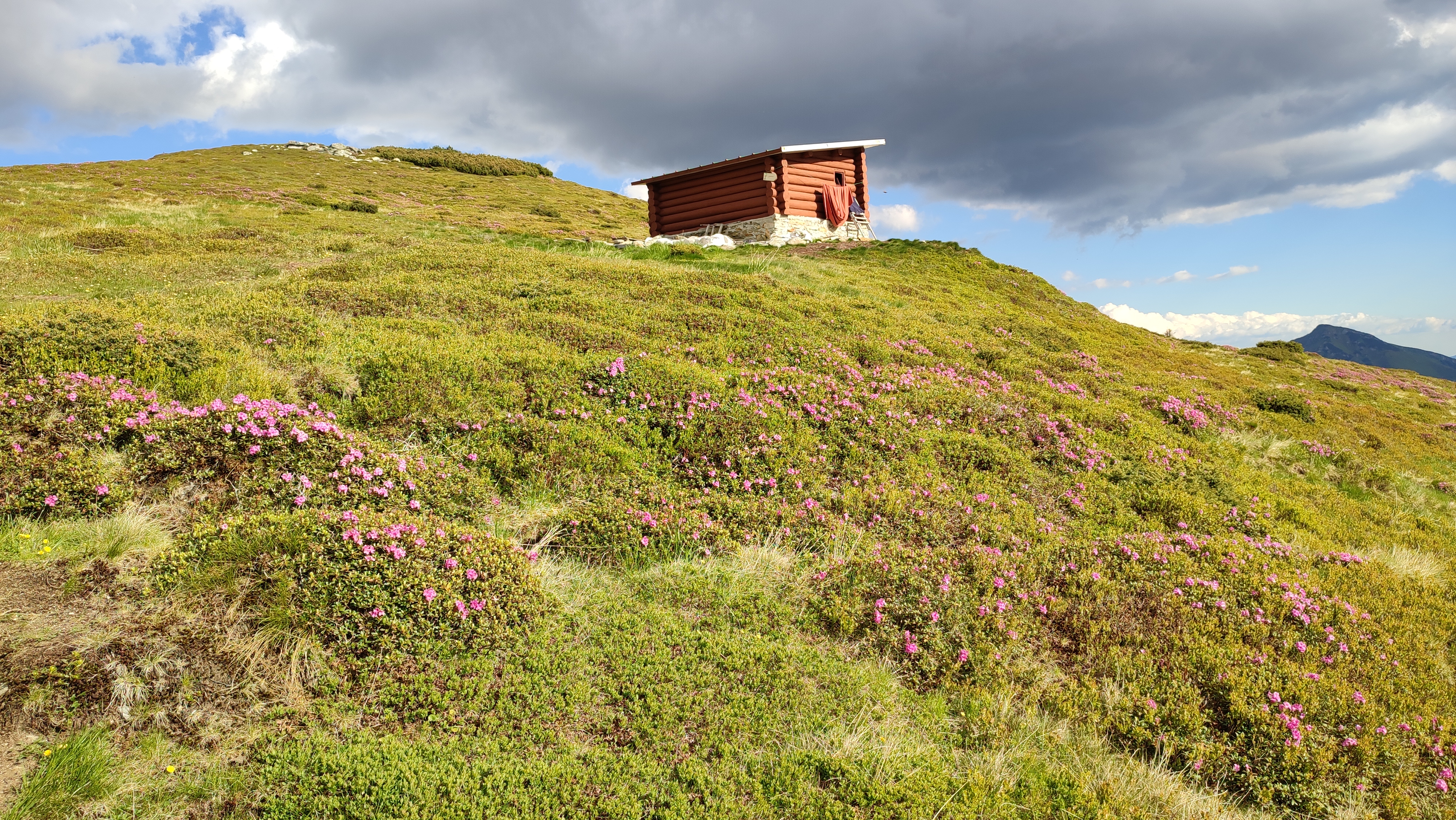  Bujorii și Refugiul Gărgălău - Manu Munțomanu.