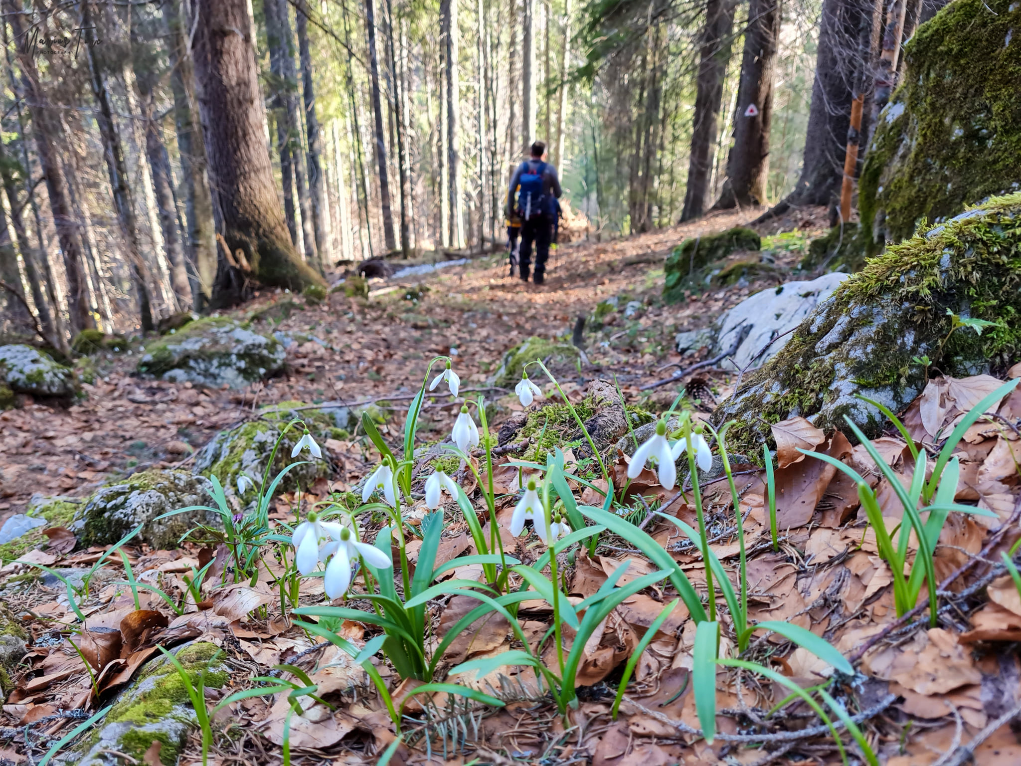  Printre ghiocei - Mariua Turc