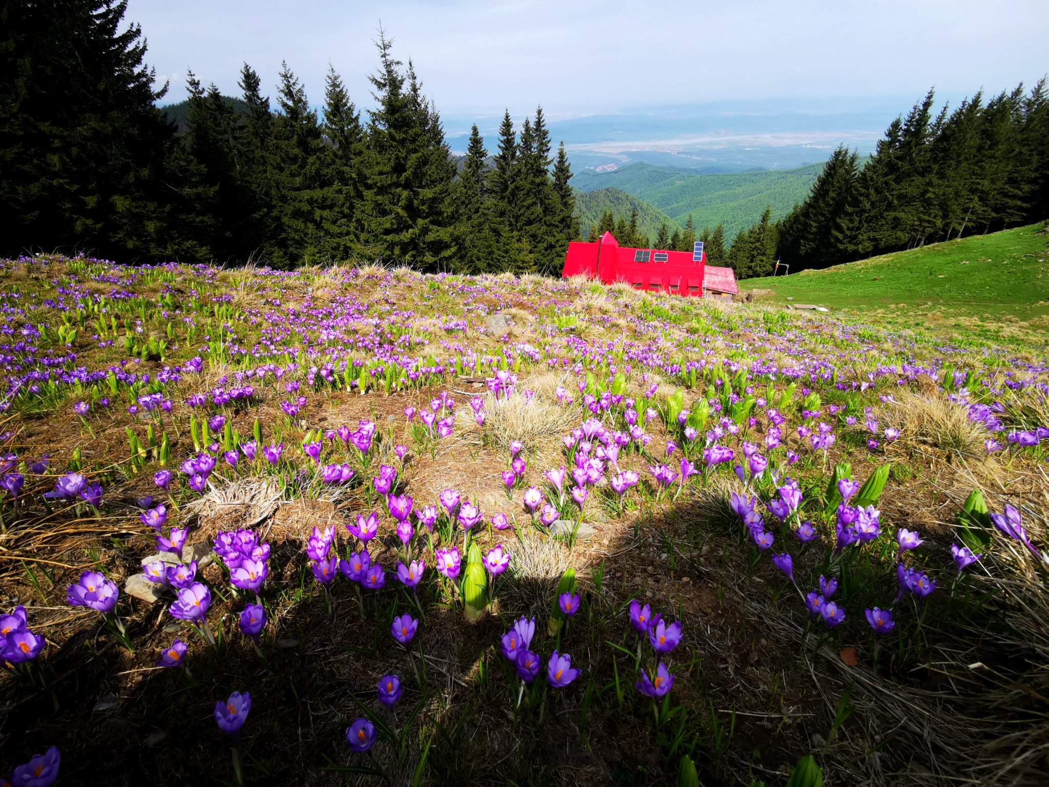  Branduse deasupra Cabanei Suru - Ioli Bocioroaga