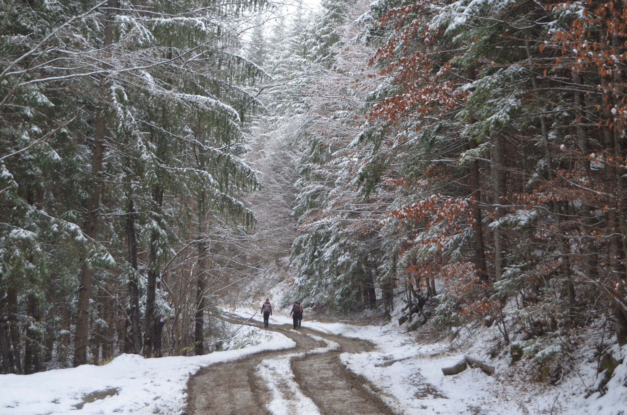 Drumul forestier Bălosu - Andrei Raftopol