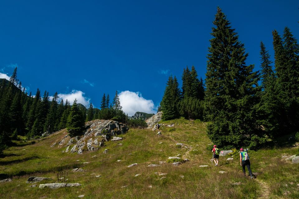 Morene inierbate spre Lacul Galcescu - Morar Daniel