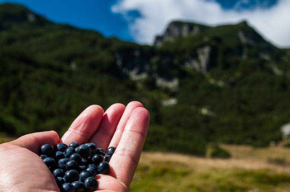 Afine sub Lacul Galcescu - Morar Daniel
