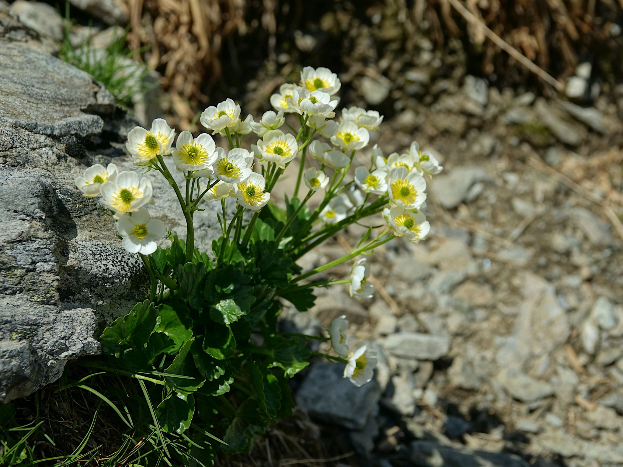  Părăluţă de munte (Moneses uniflora) - Marius Munteanu