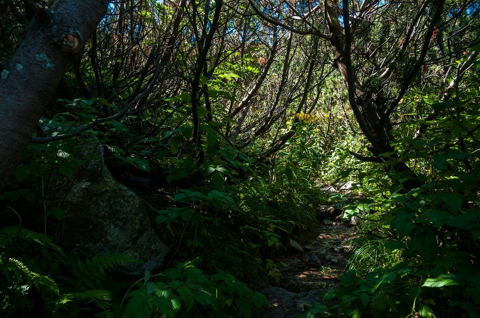 Covorul de jneapan - Morar Daniel