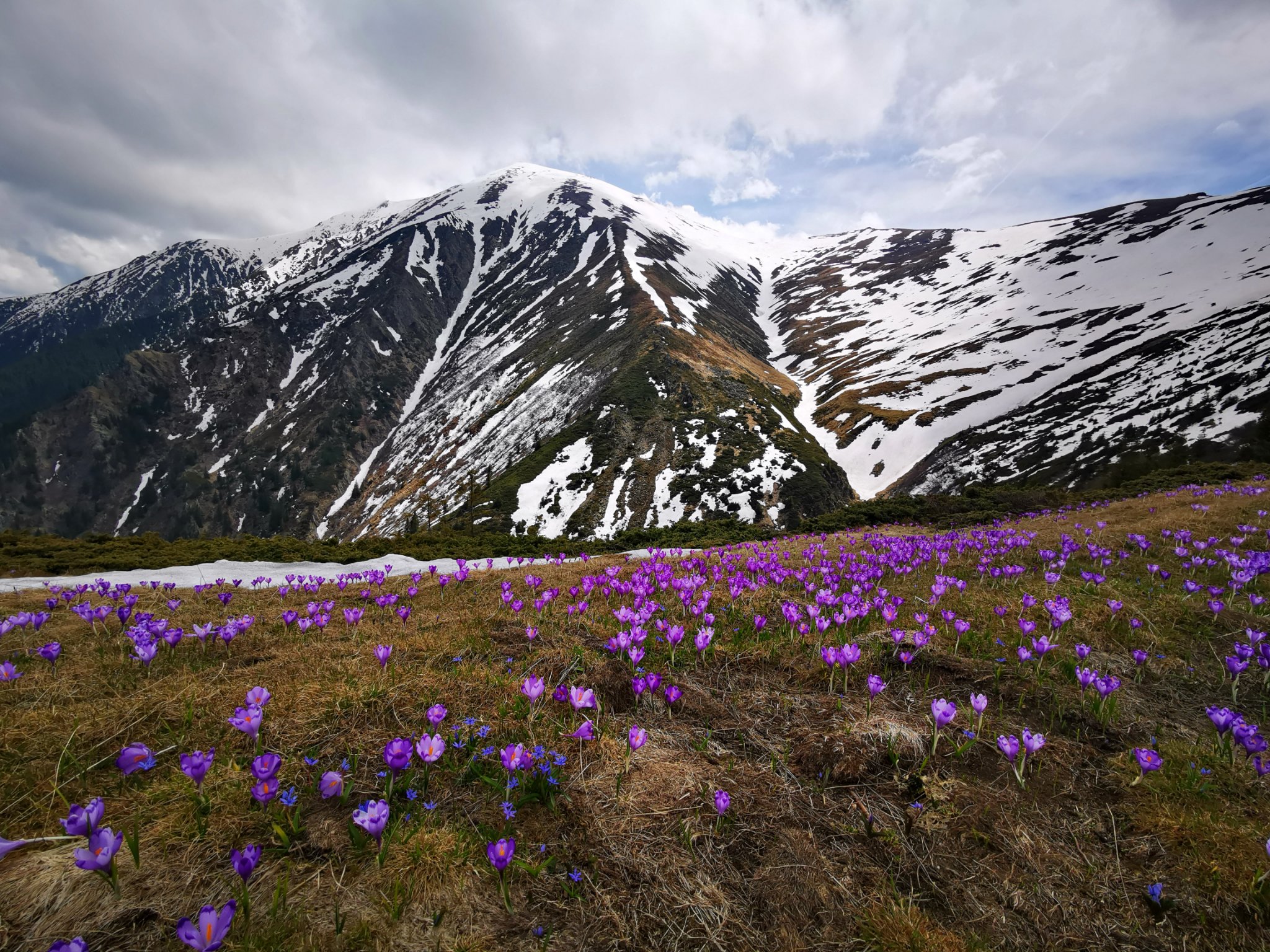  Varful Suru, branduse si viorele