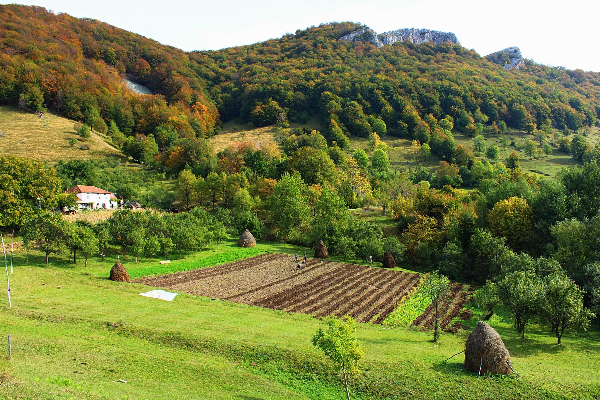  Toamna la Bedina - Recoltarea cartofilor - Sima Constantin