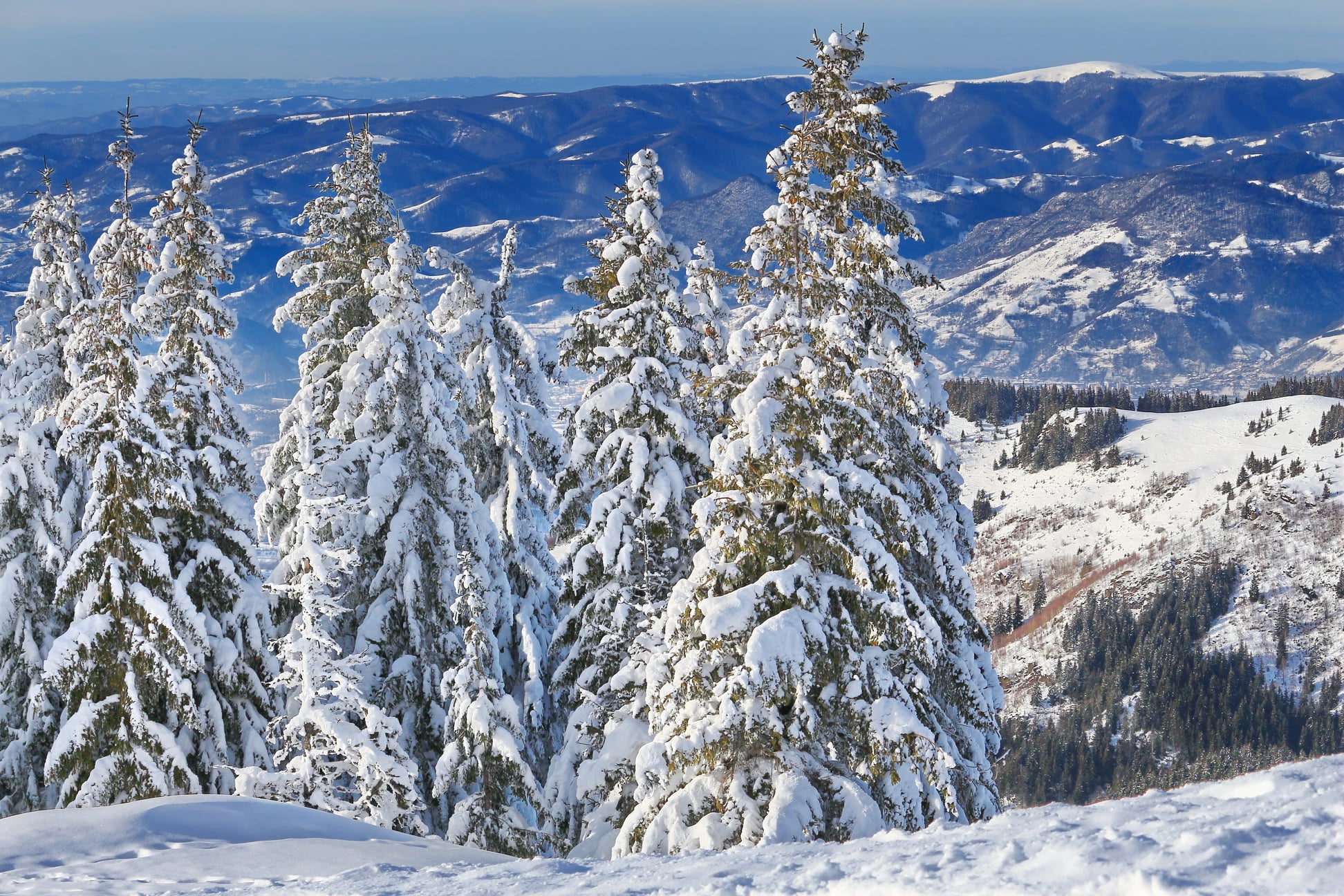  Brazi incarcati de mantia alba a iernii - Liana Marin