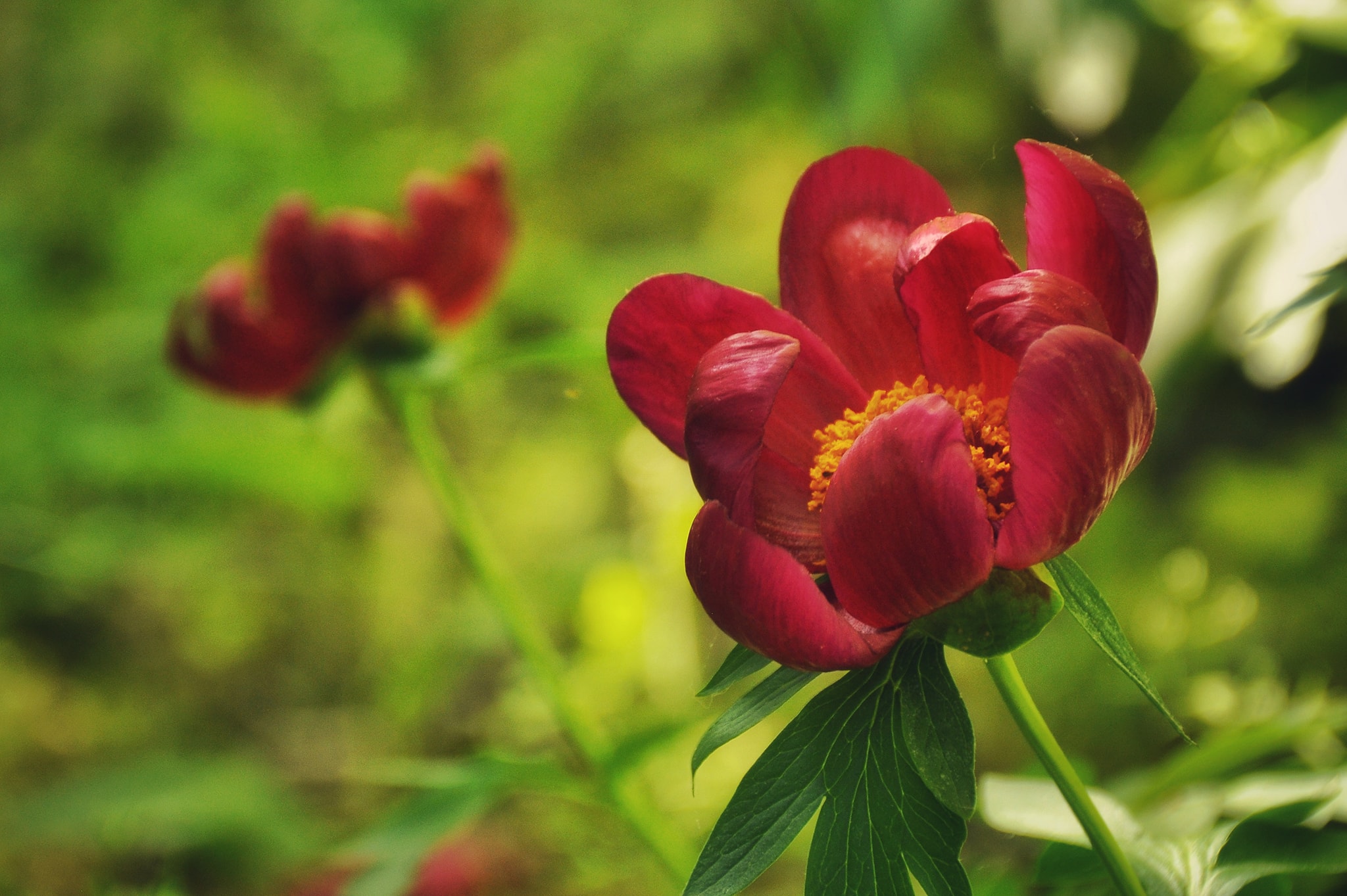  Bujori în munții Măcinului - Iulian Radu