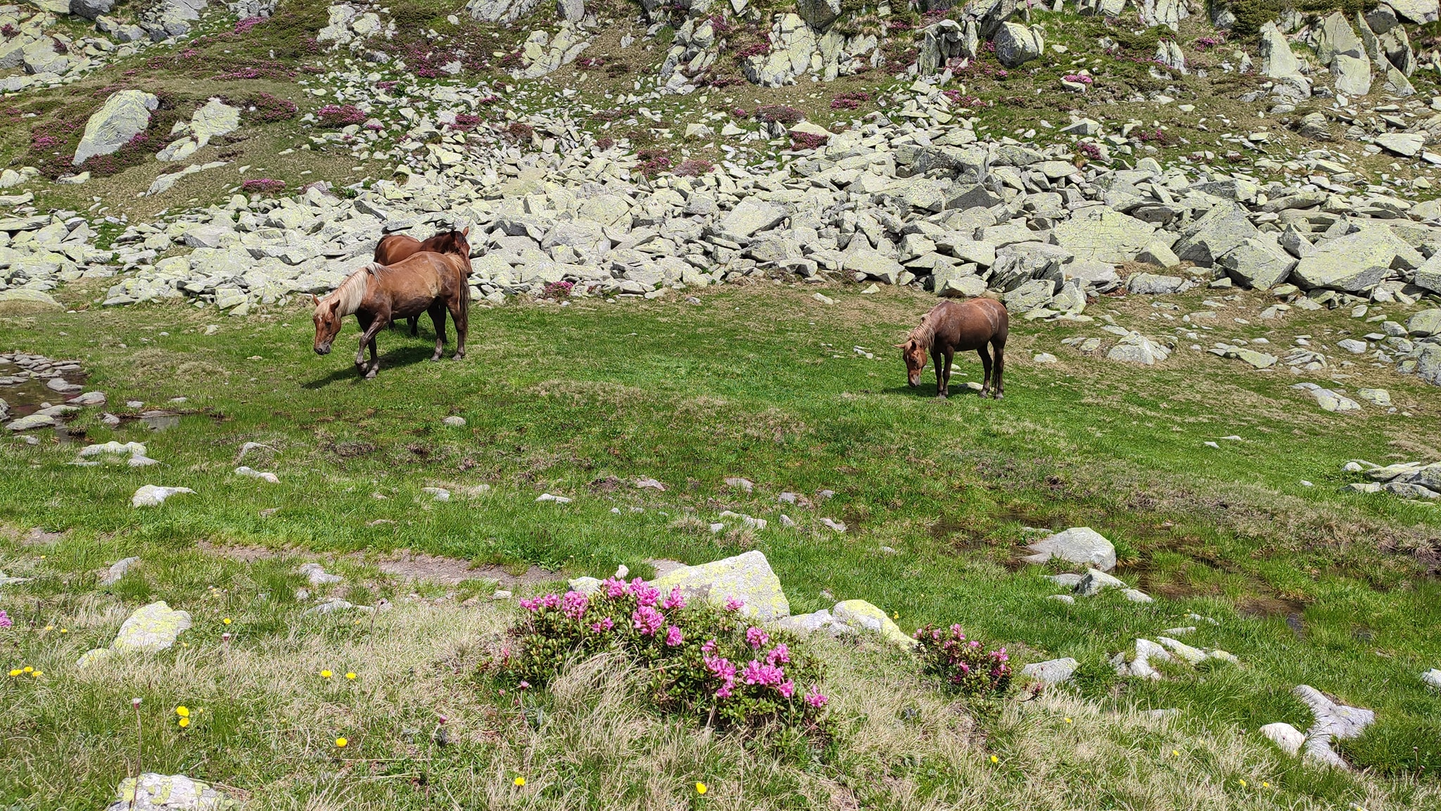  Caluți în zona Taul Porții - Manu Munțomanu
