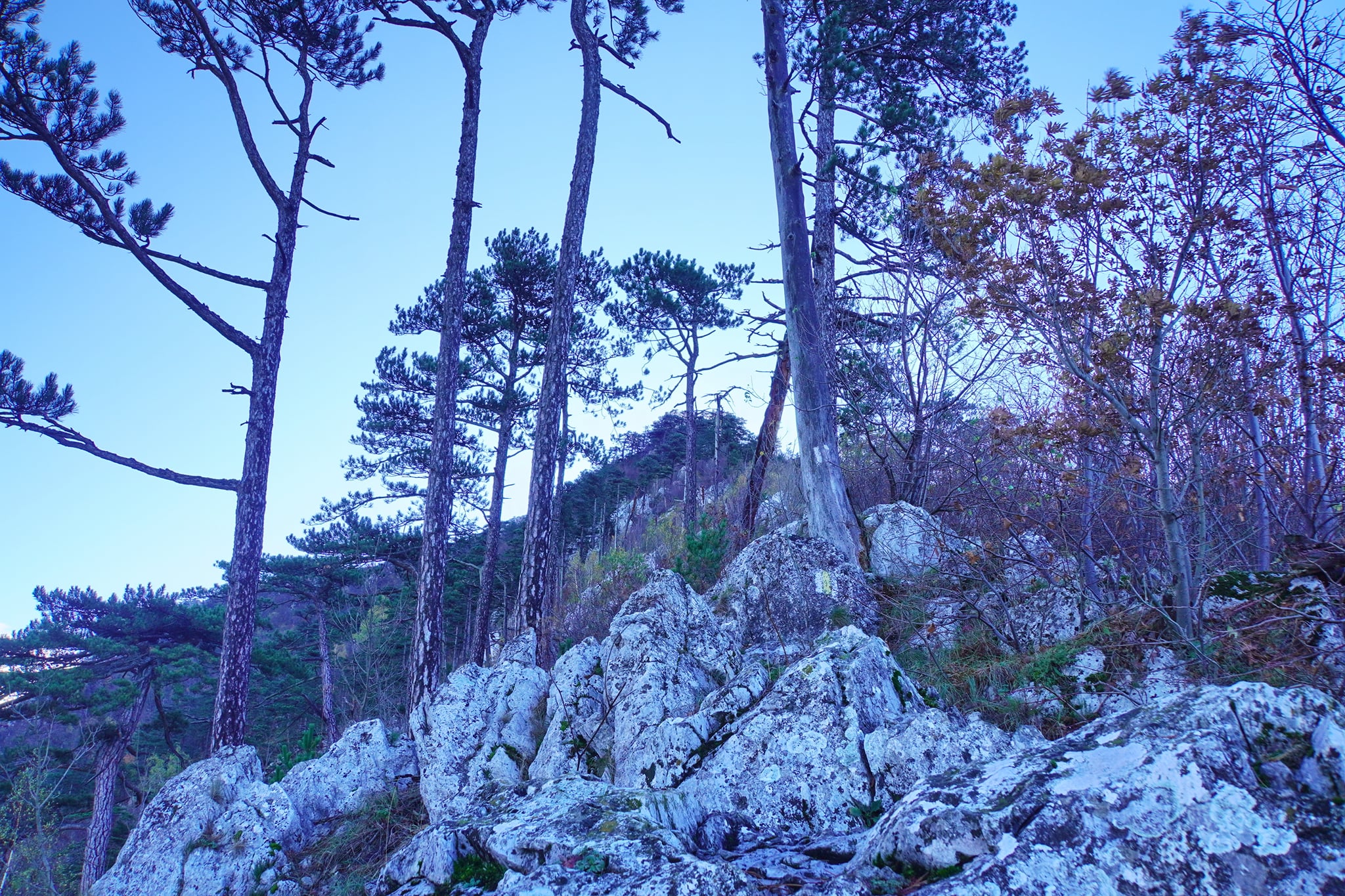  "Cărarea pisicii", urcarea abruptă spre vf Domogledul Mic - Adrian Vintilă