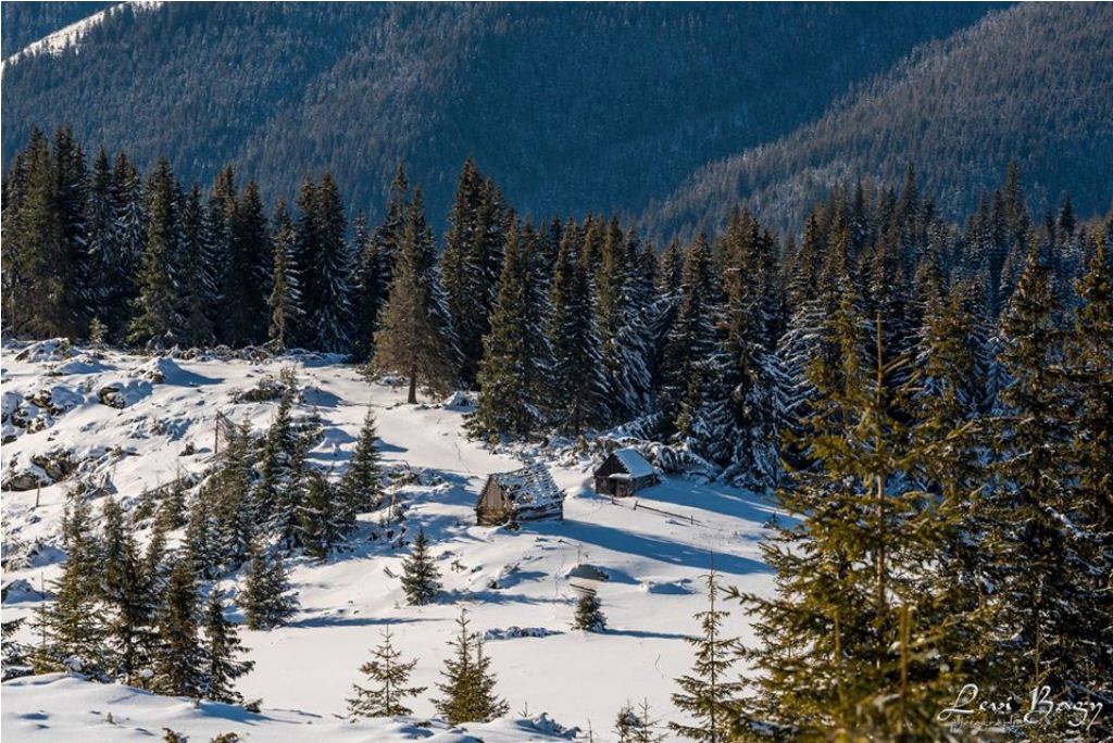  Casute sub Buscat - Levi Bagy Photography