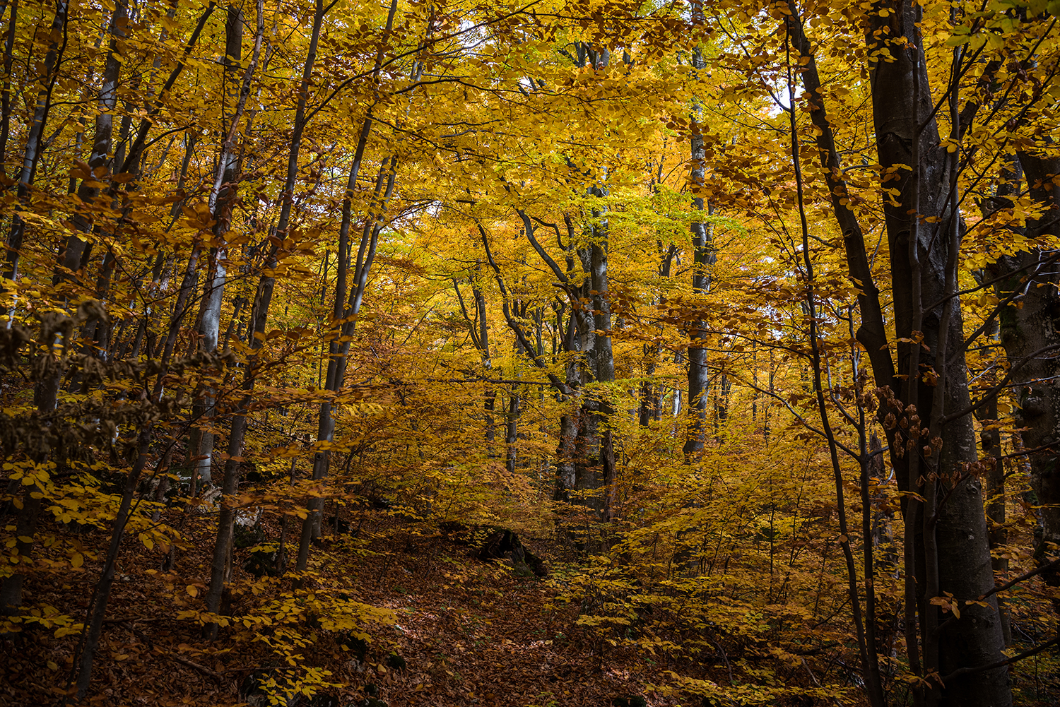 Parcul National Domogled-Valea Cernei