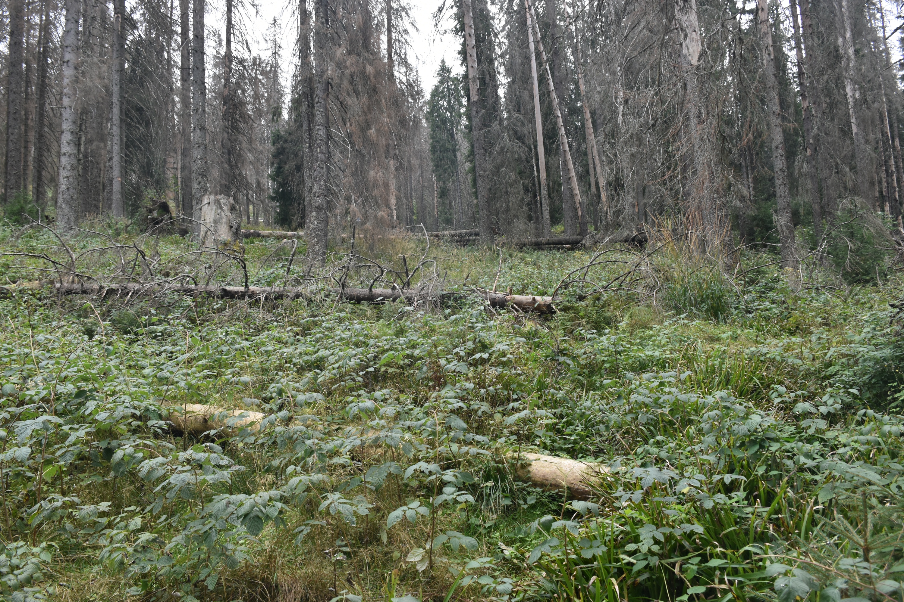  Doboraturi in poteca