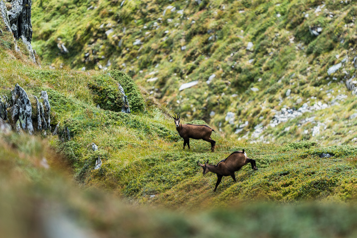 Munții Făgărașului