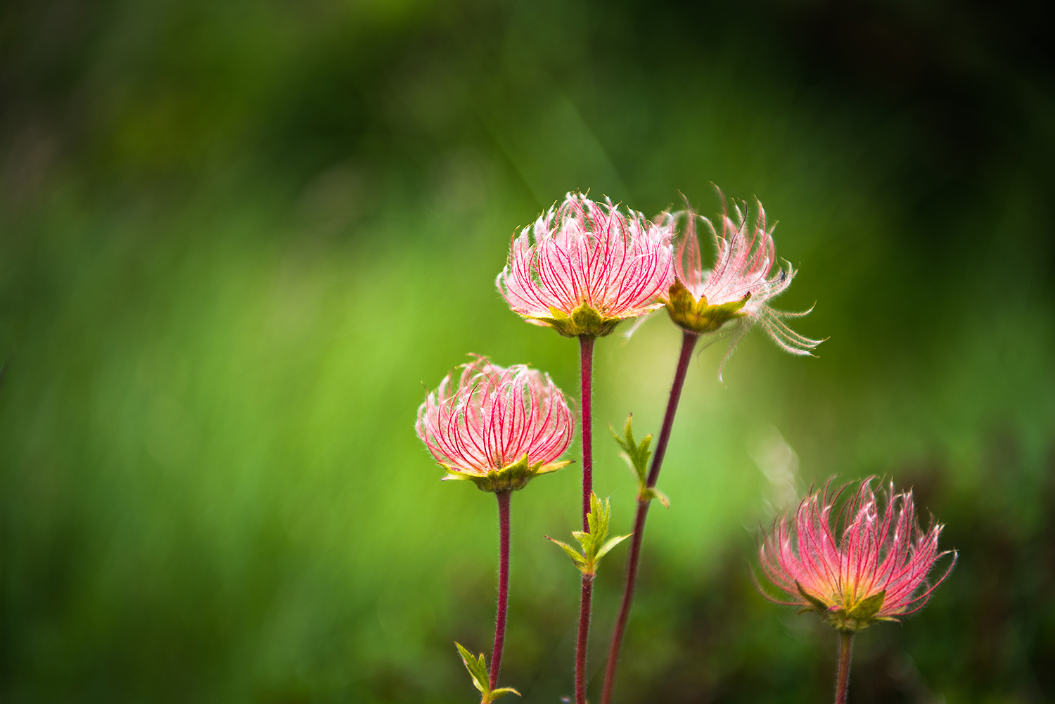 Munții Făgărașului