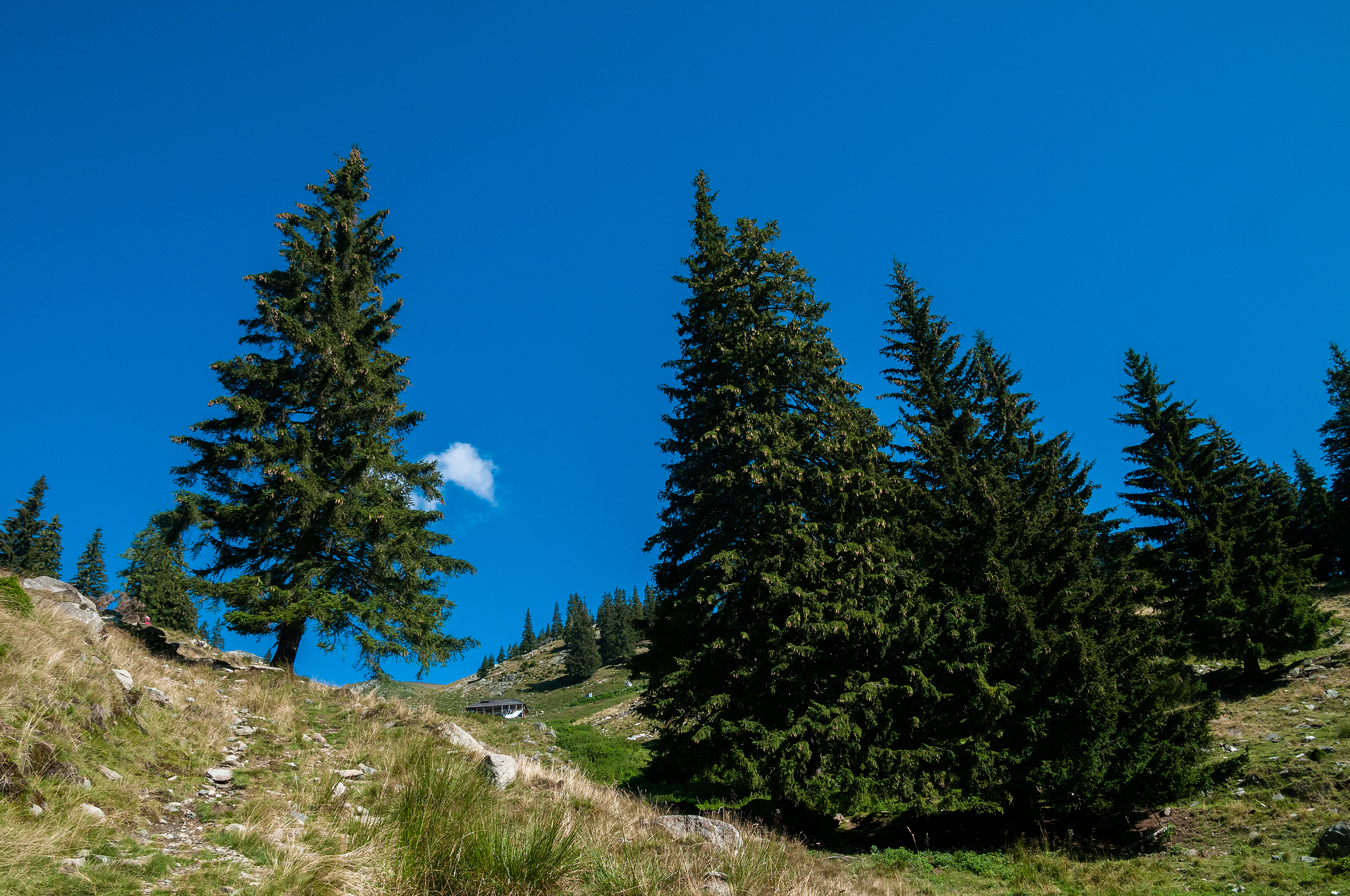  Ieșirea din etajul molidului spre rariștea de la Stâna Lespezi.
