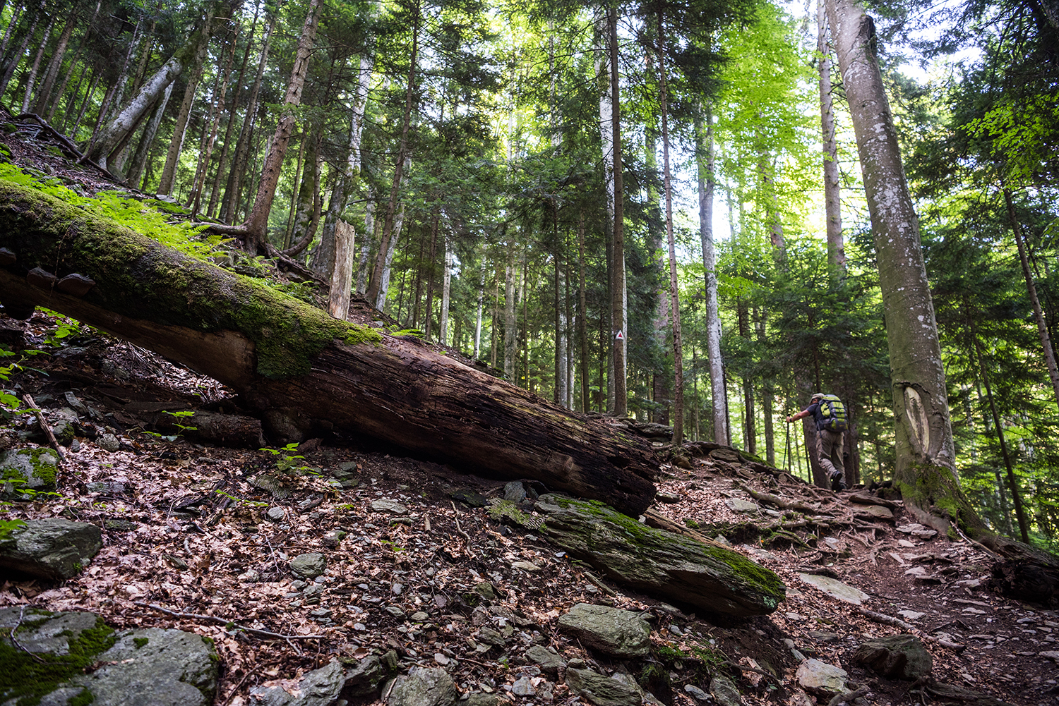 Munții Făgărașului