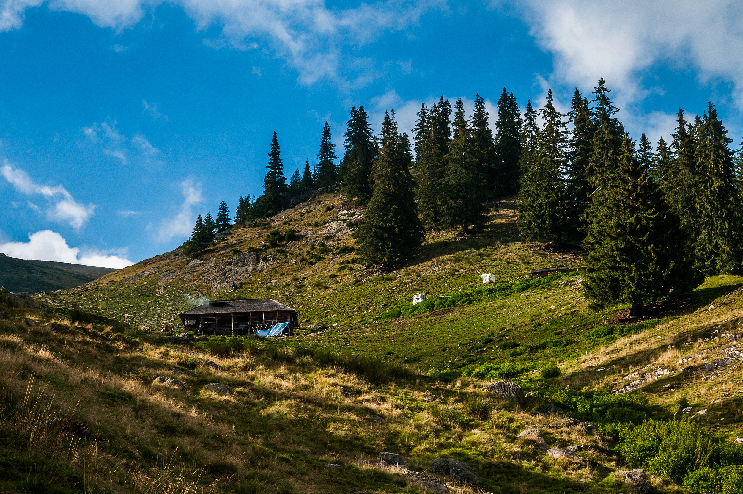  Lăsăm stâna în urmă și întrăm în pădure.