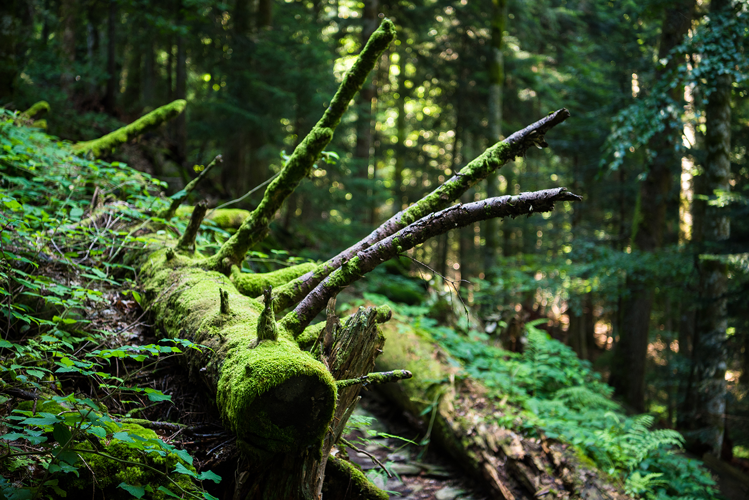 Munții Făgărașului