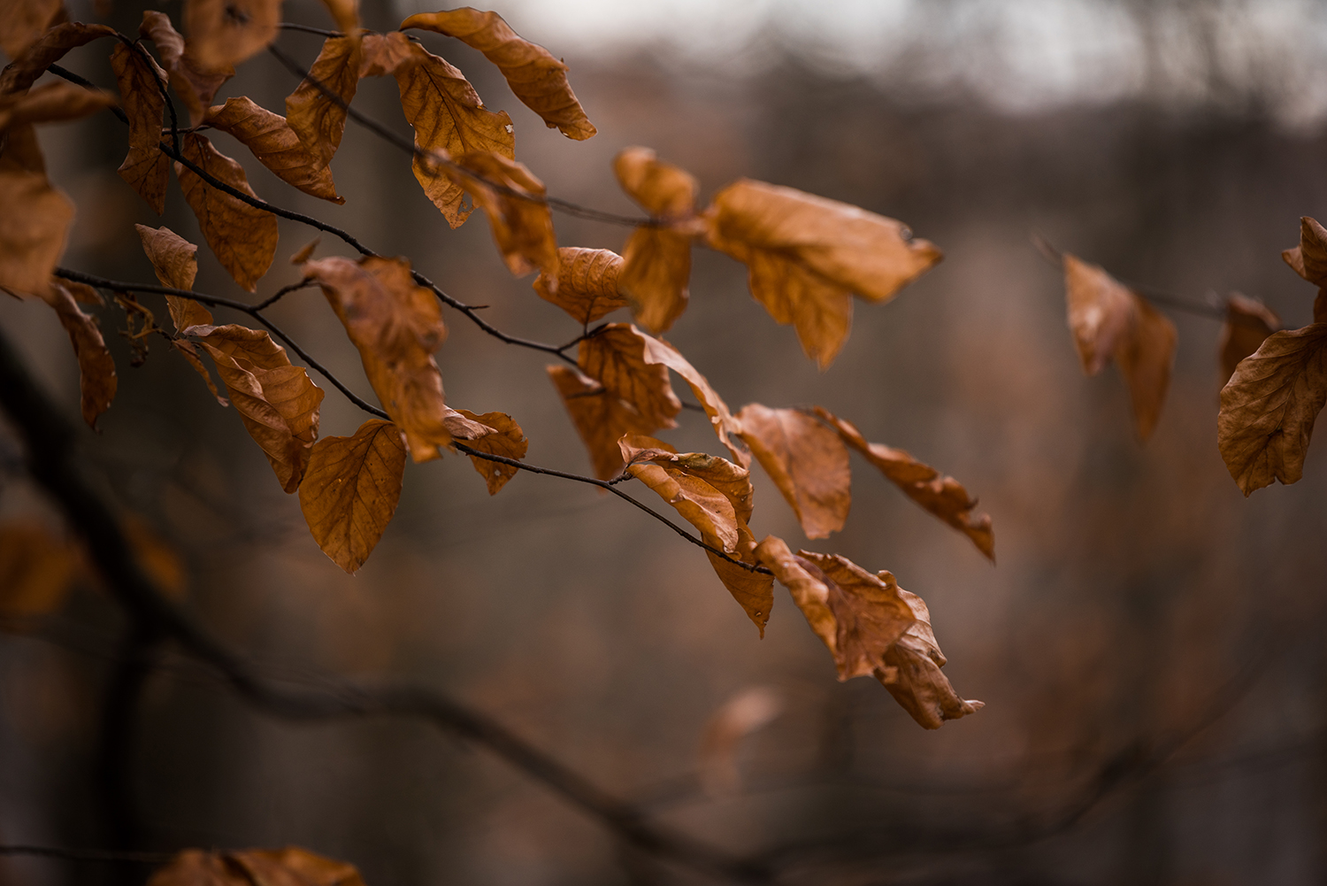  Carpații Meridionali