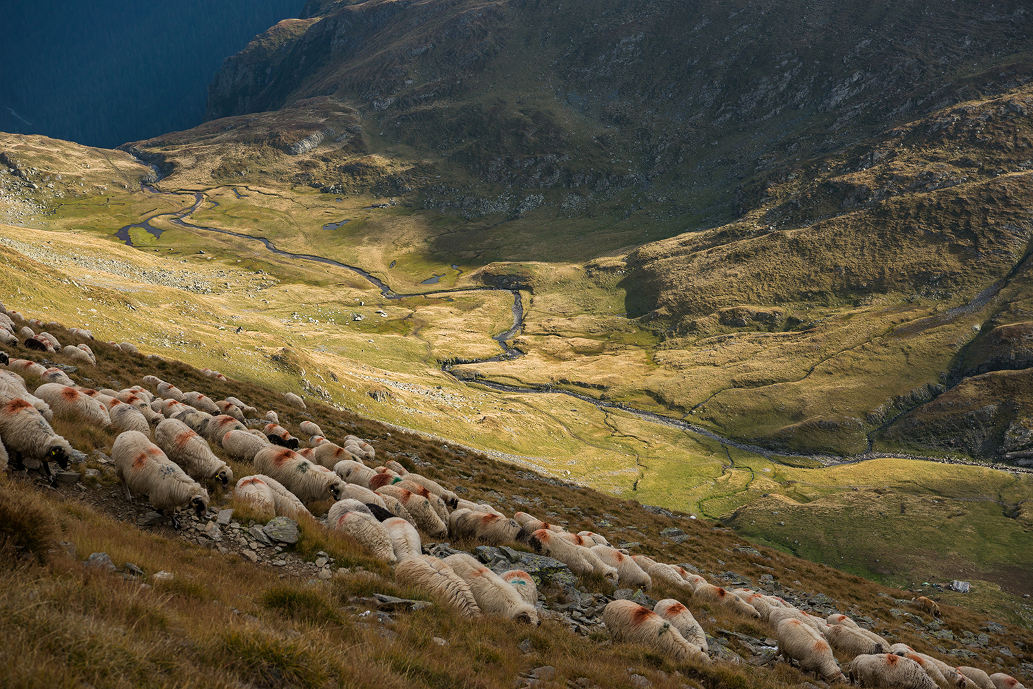 Munții Făgărașului