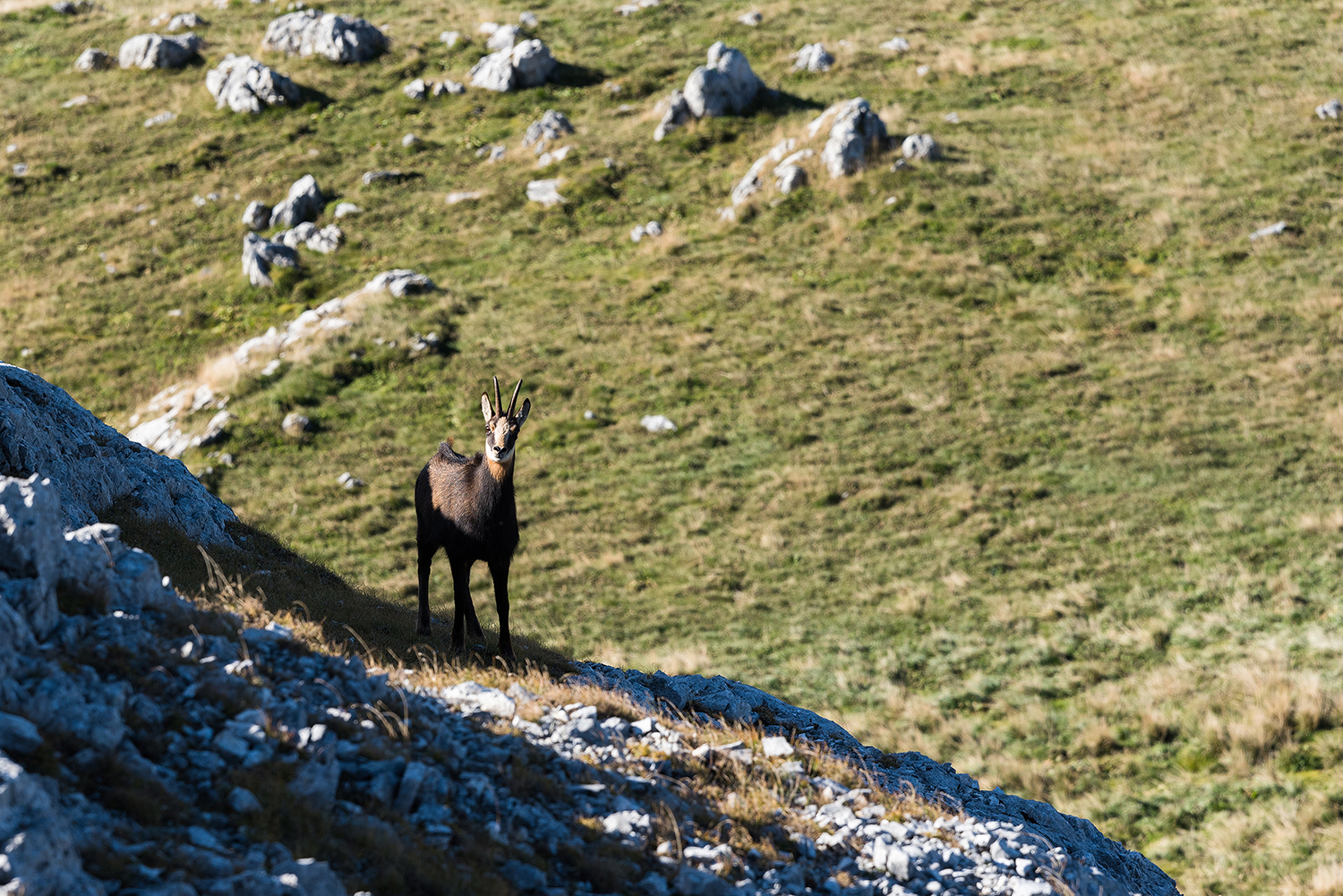 Munții Piule - Iorgovanu