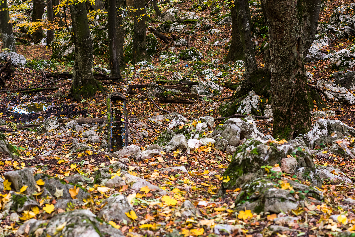 Parcul National Domogled-Valea Cernei