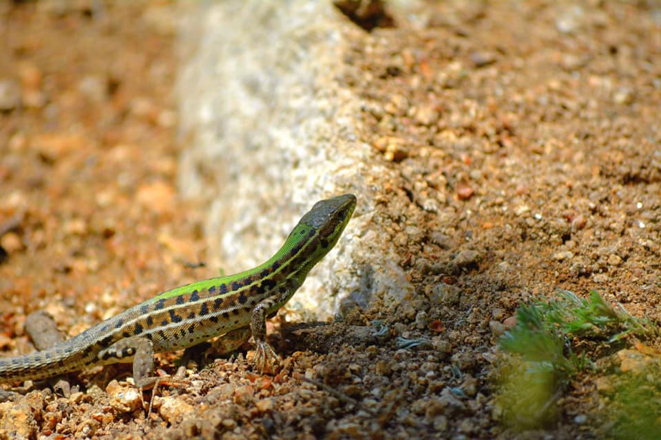 Gușterul Dobrogean - Alex Popa