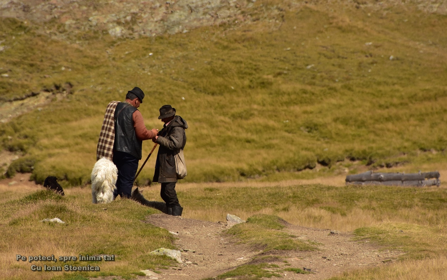  ciobani pe munte