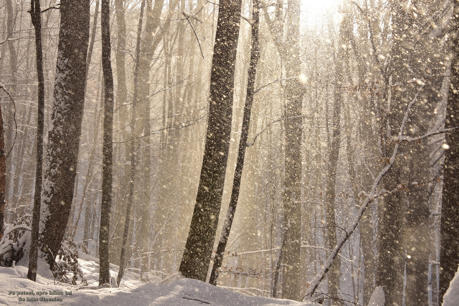  ninge in padure cu soare