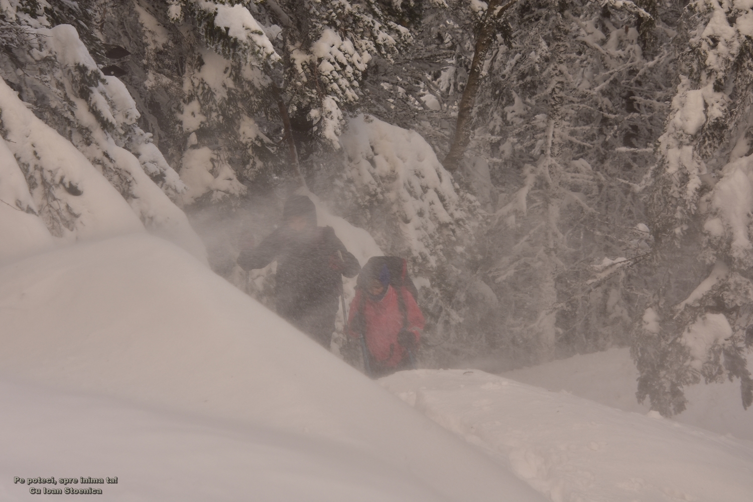  vantul spulbera zapada