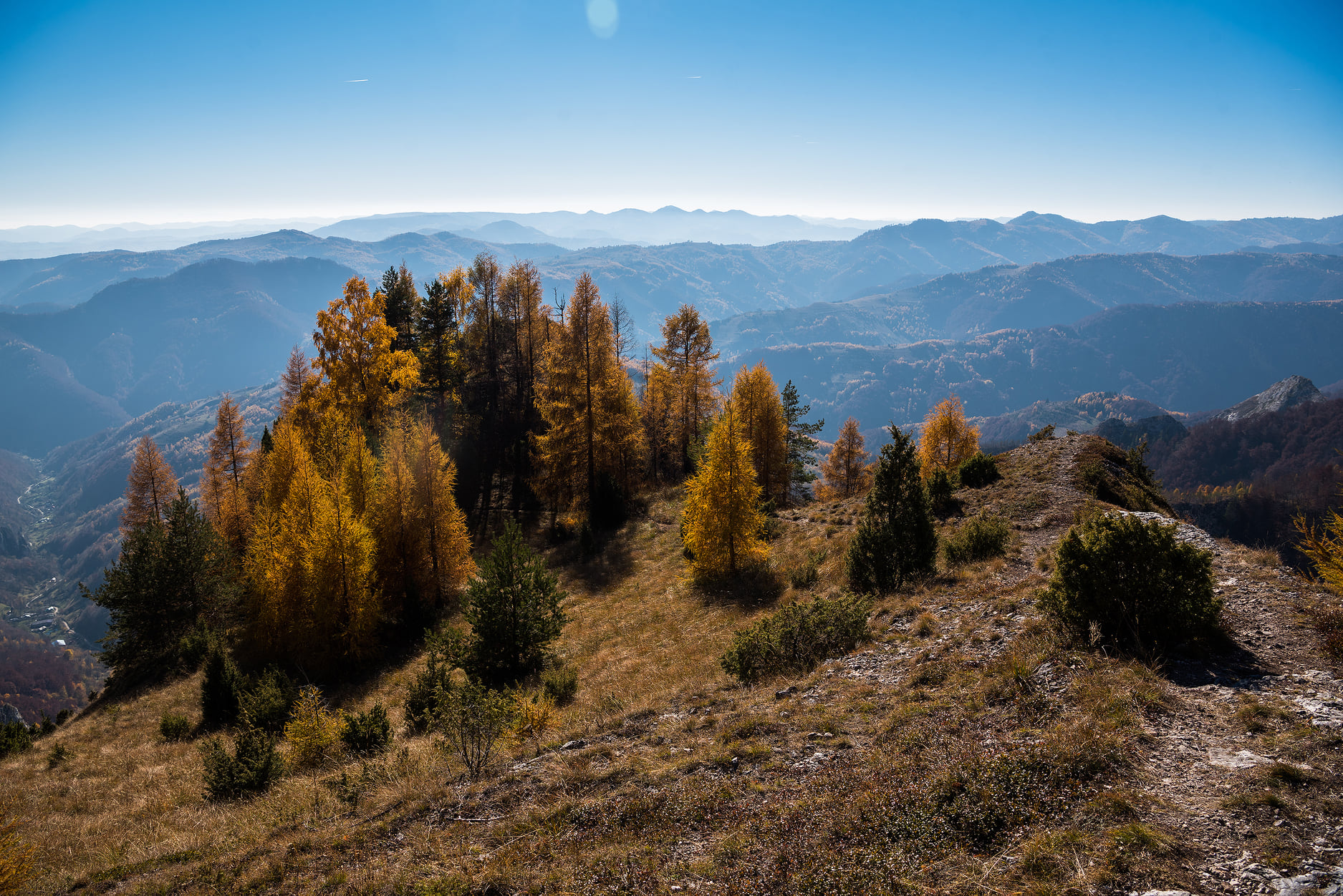  Larice răzleț în drumul spre vârful central - Daniel Morar