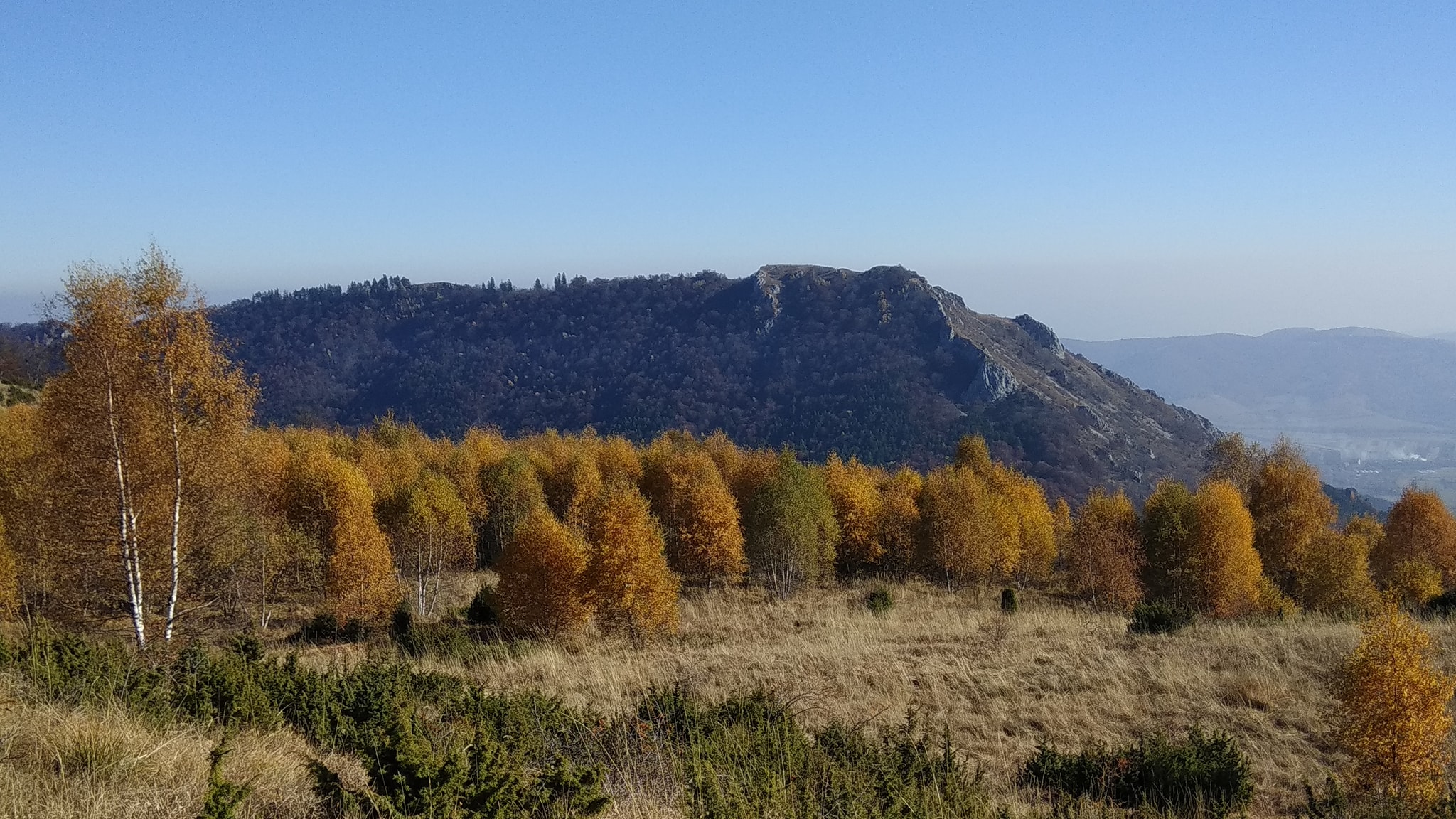  Laricetul din zona Vf. Ugerului și Ardașcheia - Manu Munțomanu