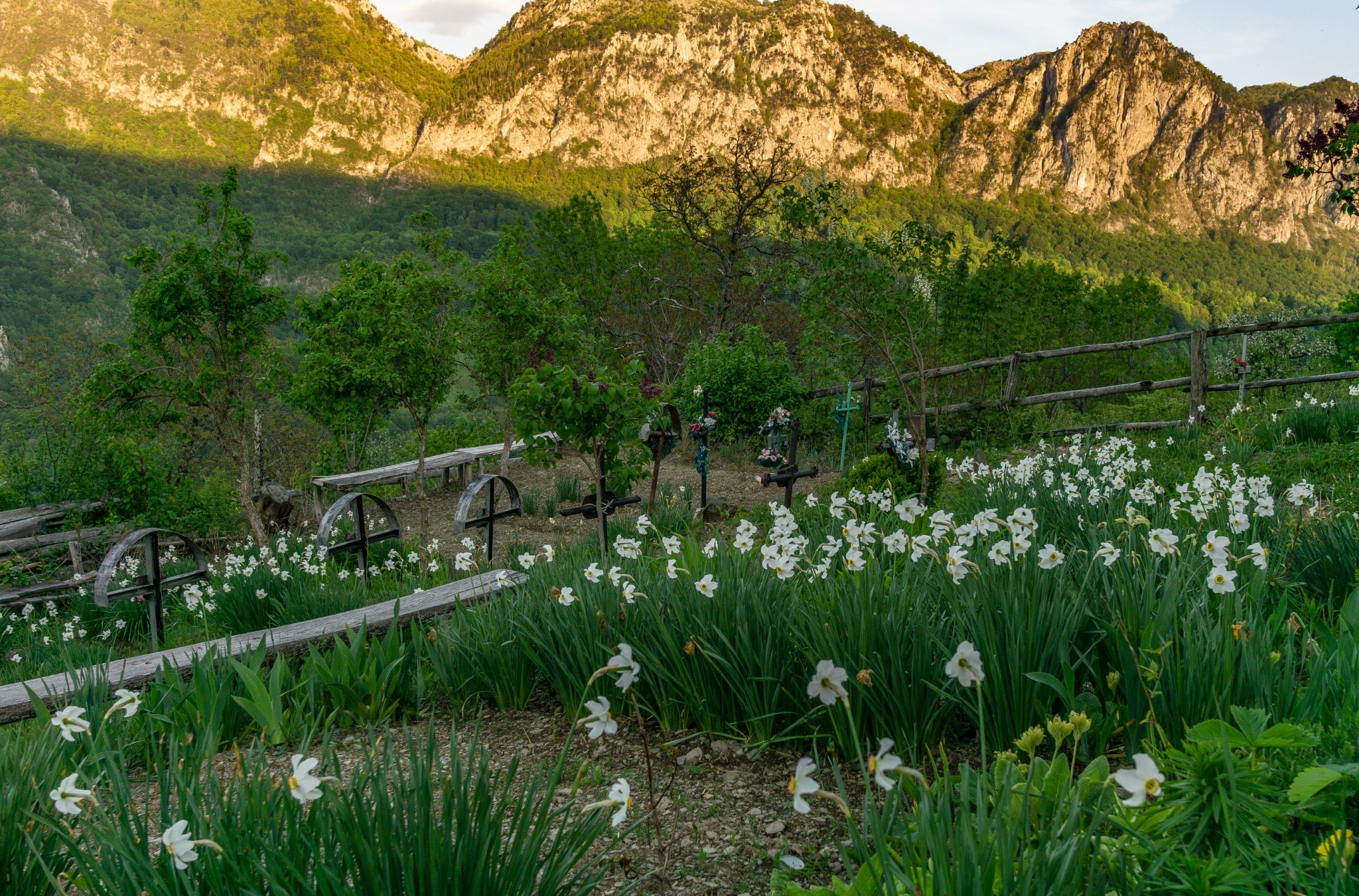  Narcise in cimitirul din Inelet - Ionut Vlad