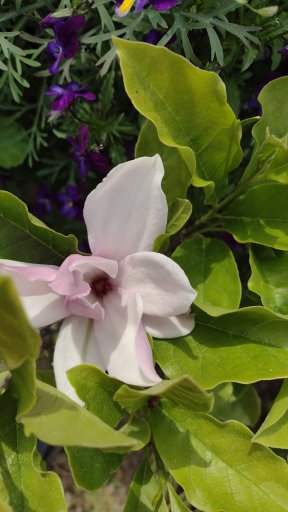 imaginea utilizatorului FlocicaM