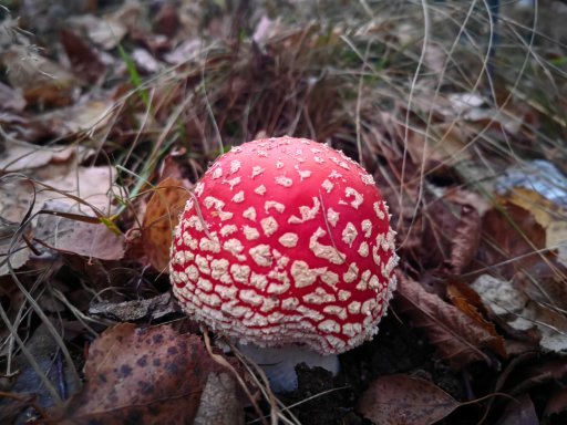 imaginea utilizatorului Alexandreanu