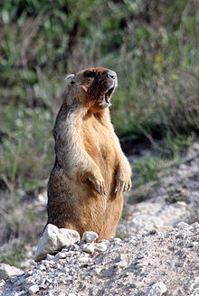 imaginea utilizatorului Dabija