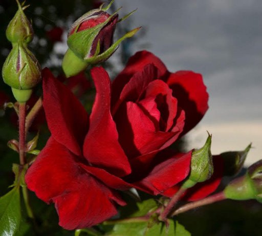 imaginea utilizatorului Kmi27